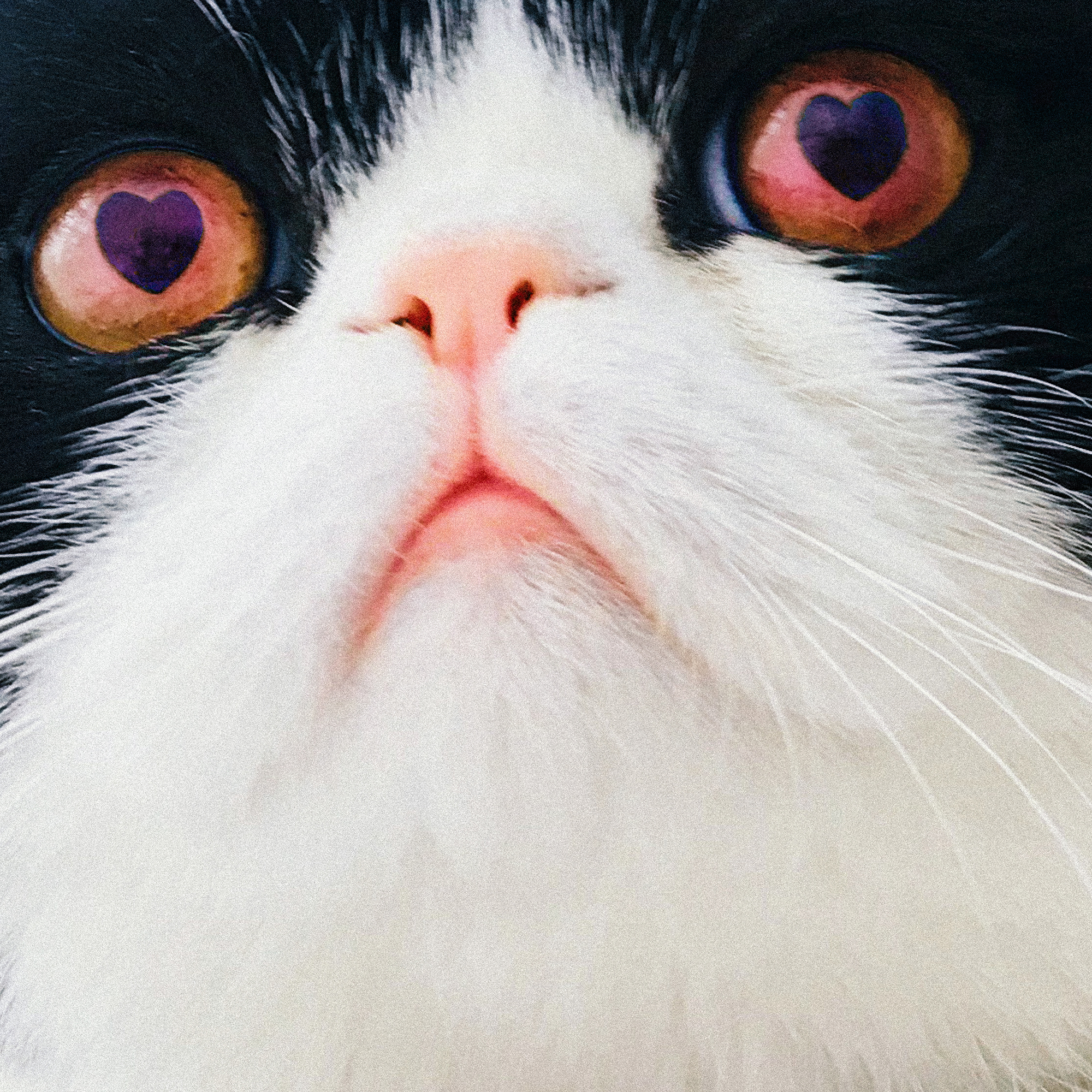DOI-DOI_Katze_3 2
